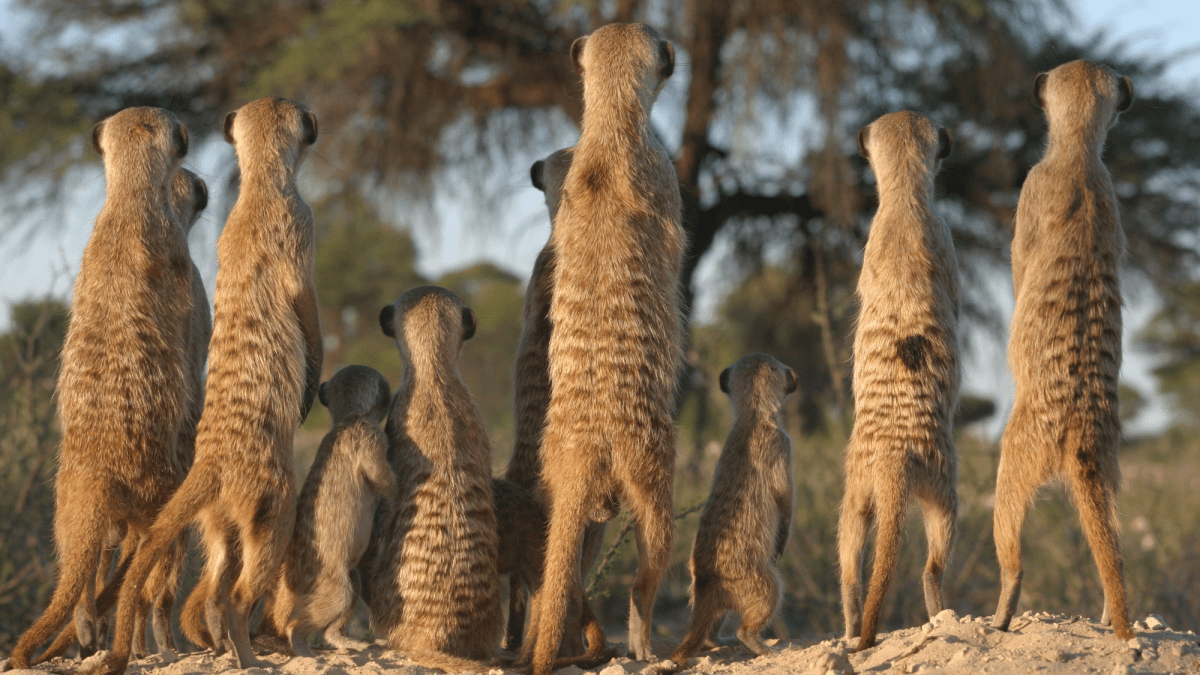 How wild animals prepare for violence just like humans