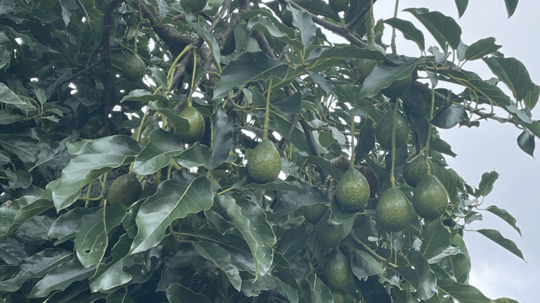 avocados growing on a tree