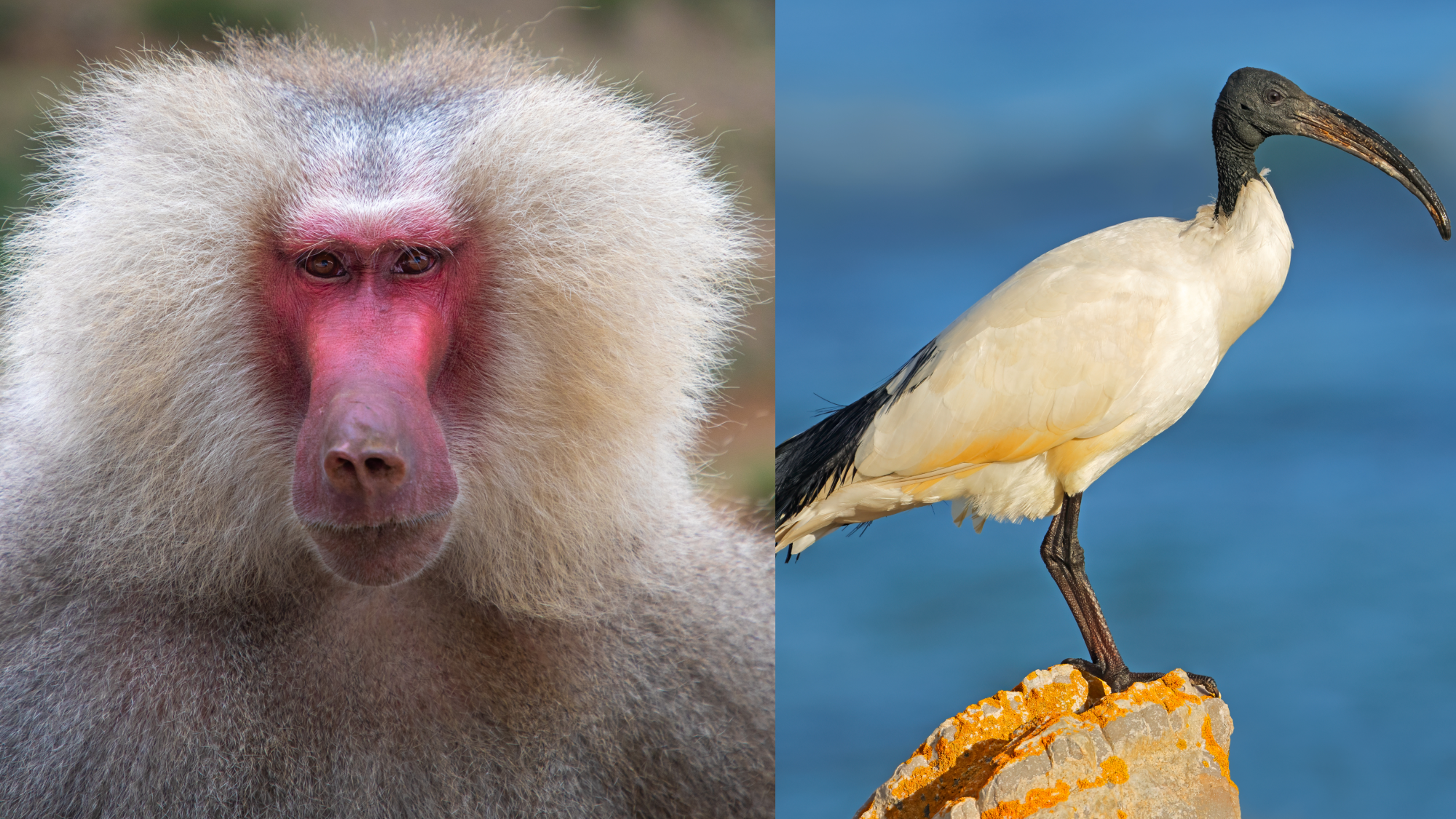 a split picture with a babbon that has a red and grey face and white fur and a bird with bright white and black feathers
