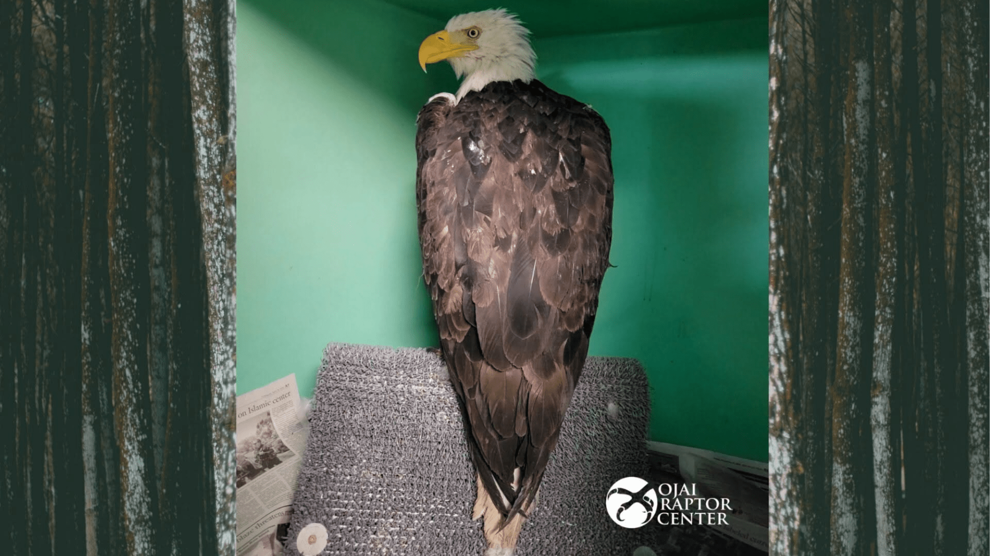 Bald eagle believed to be Jackie healing in Ojai