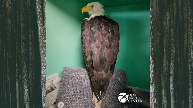 an adult bald eagle stands on a perch in front of a green wall