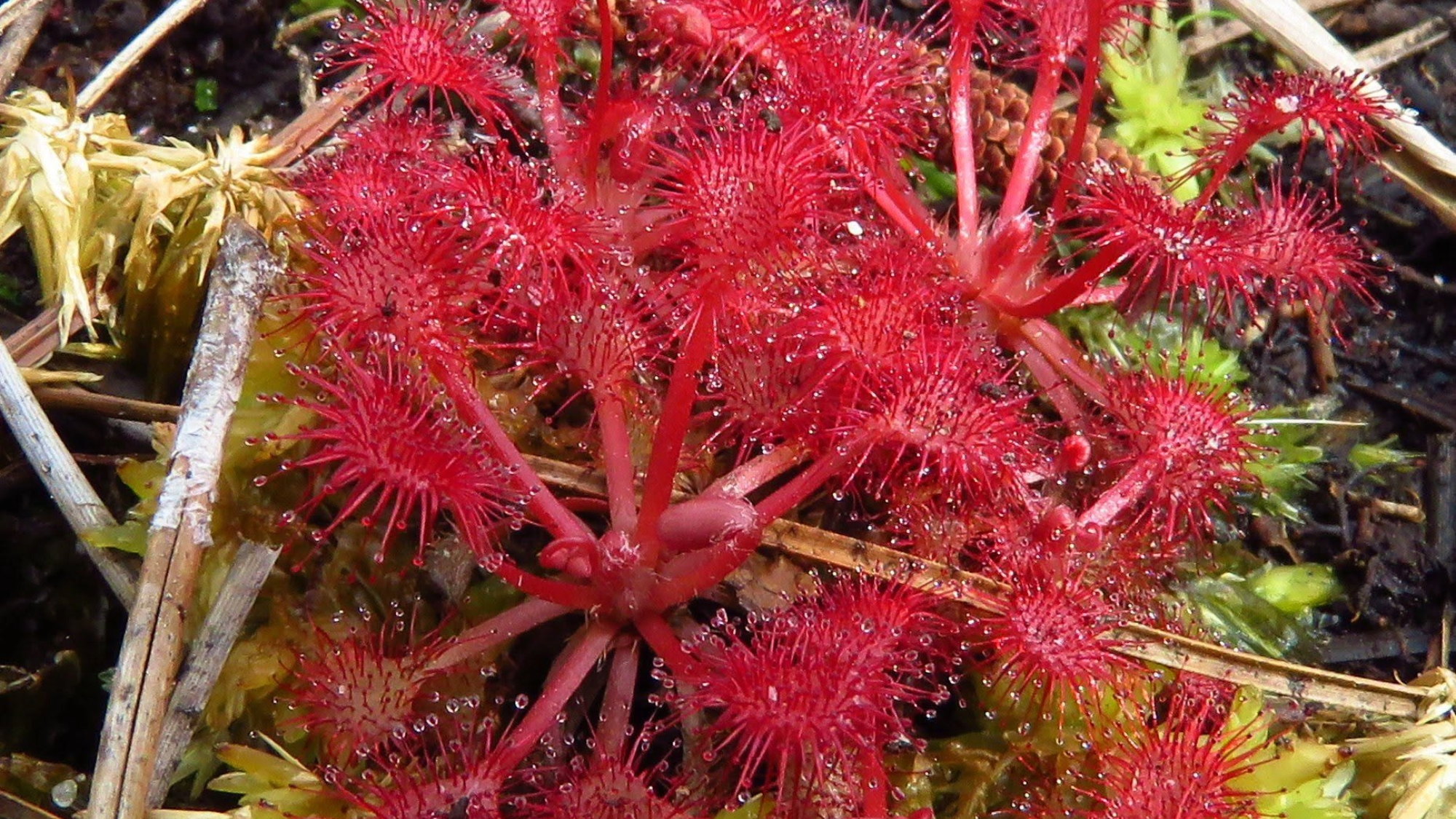 a red spiky flower growing in a swamp