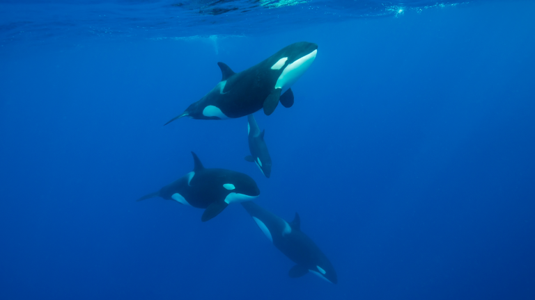 a pod of orcas swimming