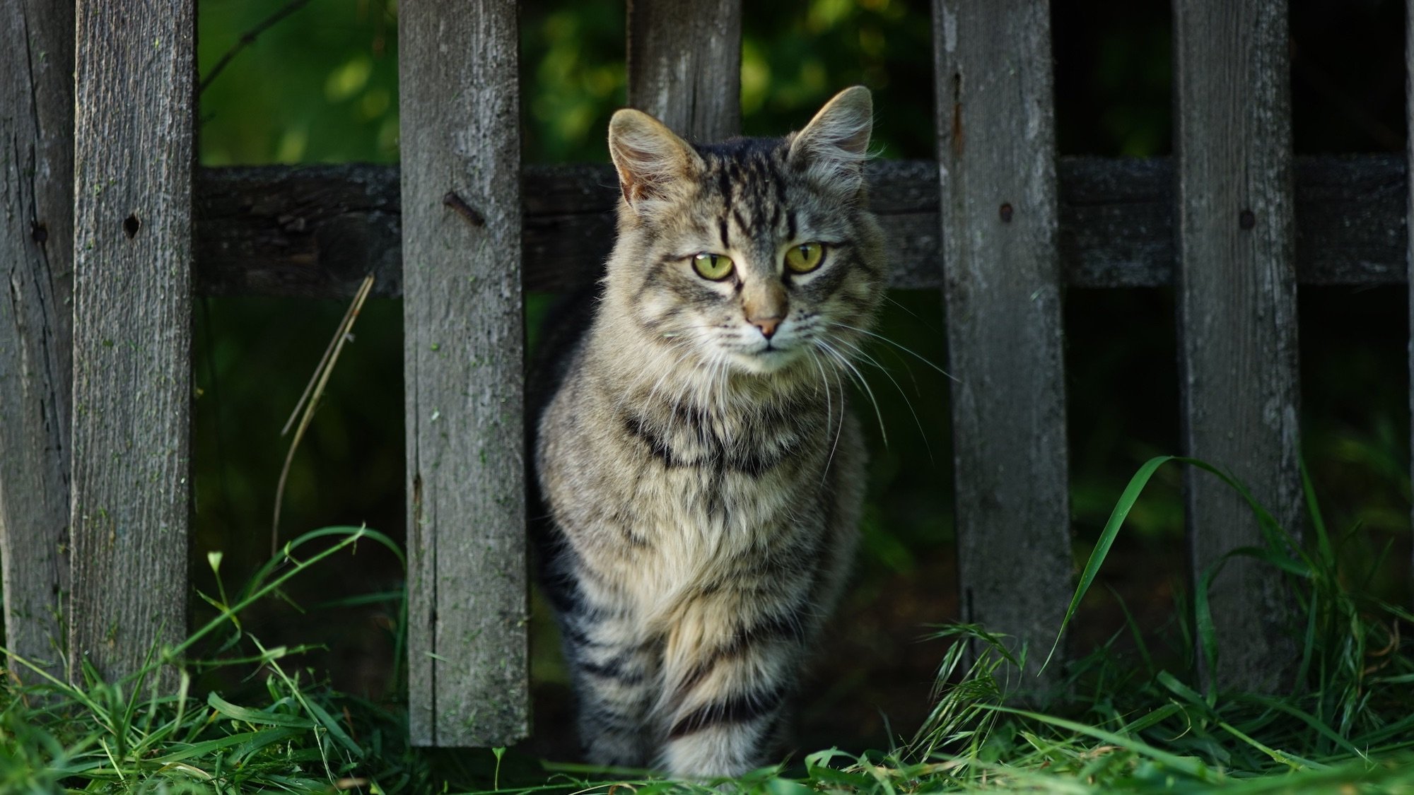 Beautiful fluffy tabby cat portrait, walks from a wooden old rural fence, green grass of the garden, summer sunny day