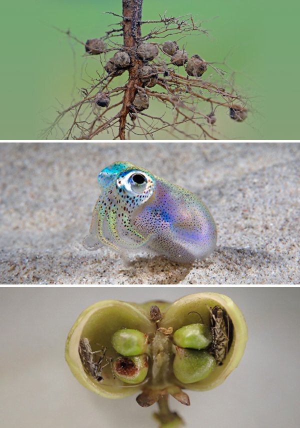 Three photos. Top to bottom: Soybean root nodules, bobtail squid and section through a fig flower.