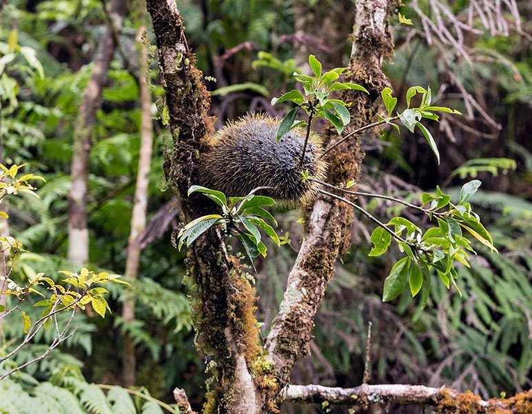 Photograph of Squamellaria wilsonii growing attached to the branch of a tree. A large, fibrous nodule can be seen, to which branches and leaves are attached. That nodule structure contains a chamber in which mutualistic ants reside.