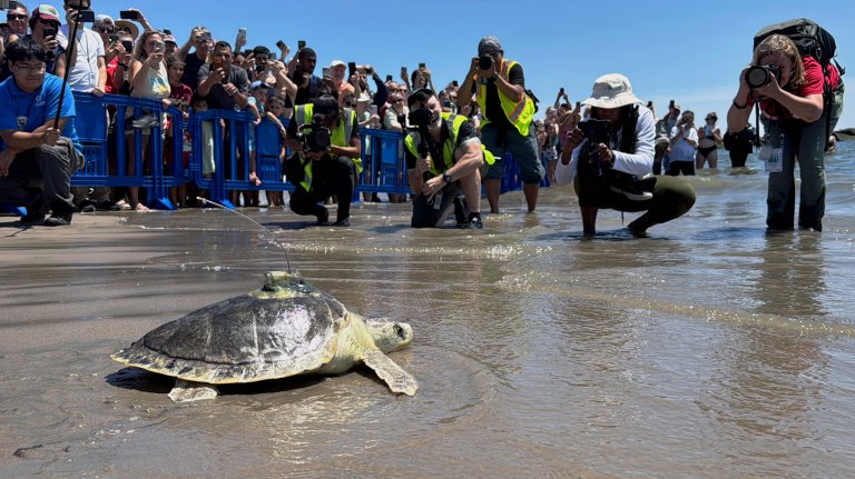 a sea turtle crawls towards the ocean while a crowd watches