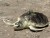 a turtle on the sand wearing a satellite tag on its shell