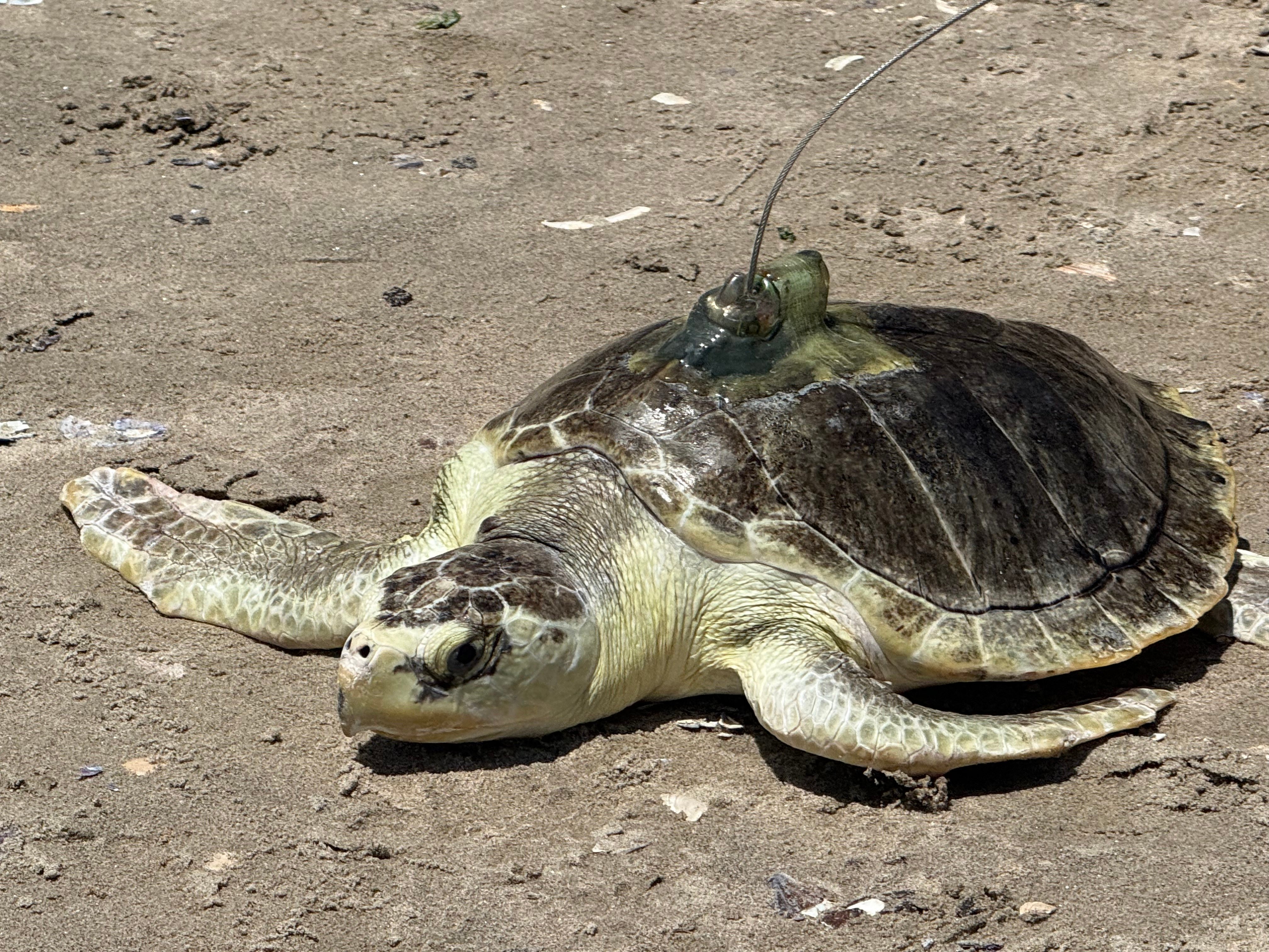 a turtle on the sand wearing a satellite tag on its shell