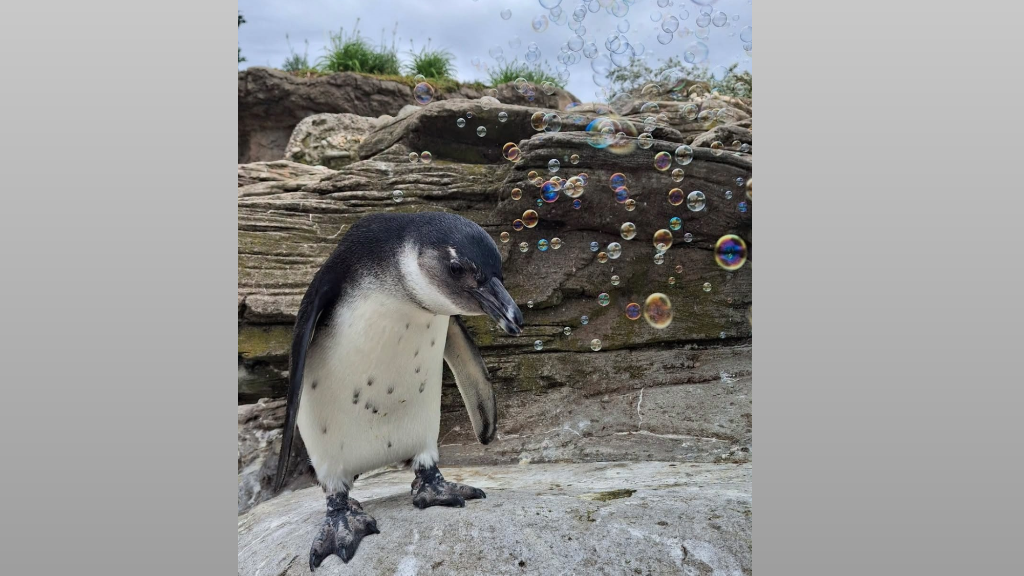 a penguin stands on a rock with several bubbles above him