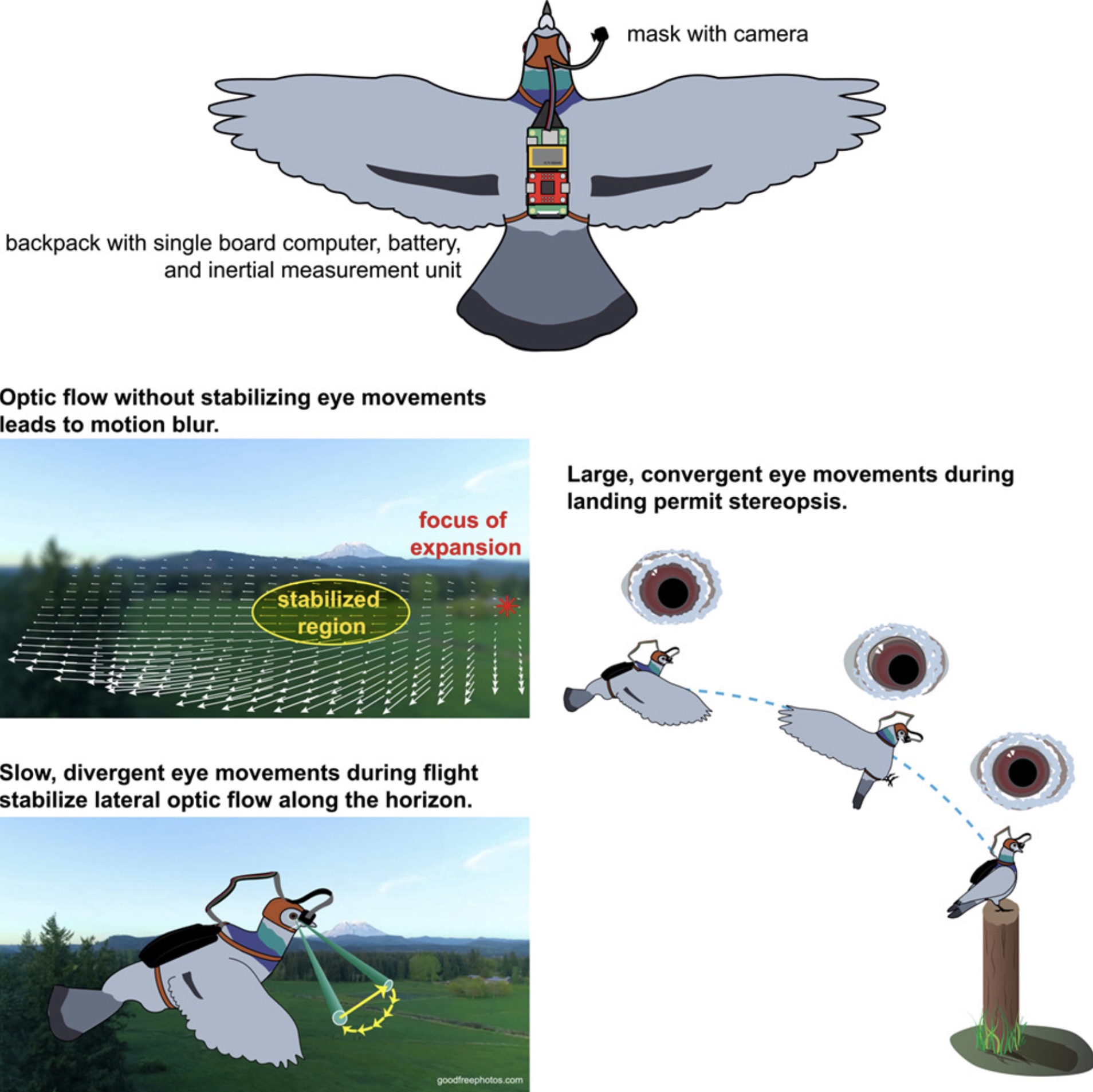 Sự thật bất ngờ: Chim bồ câu di chuyển mắt khi bay, vượt trội drone và mở đường cho robot tự hành