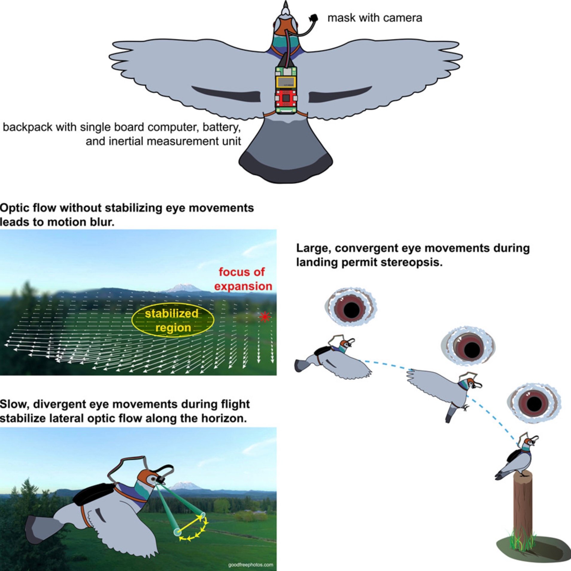 illustration of bird backpack and technology