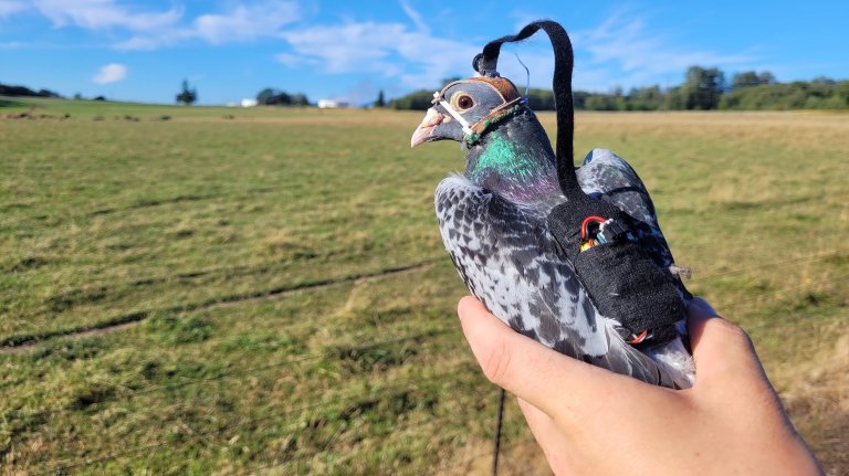 pigeon wearing a camera and backpack