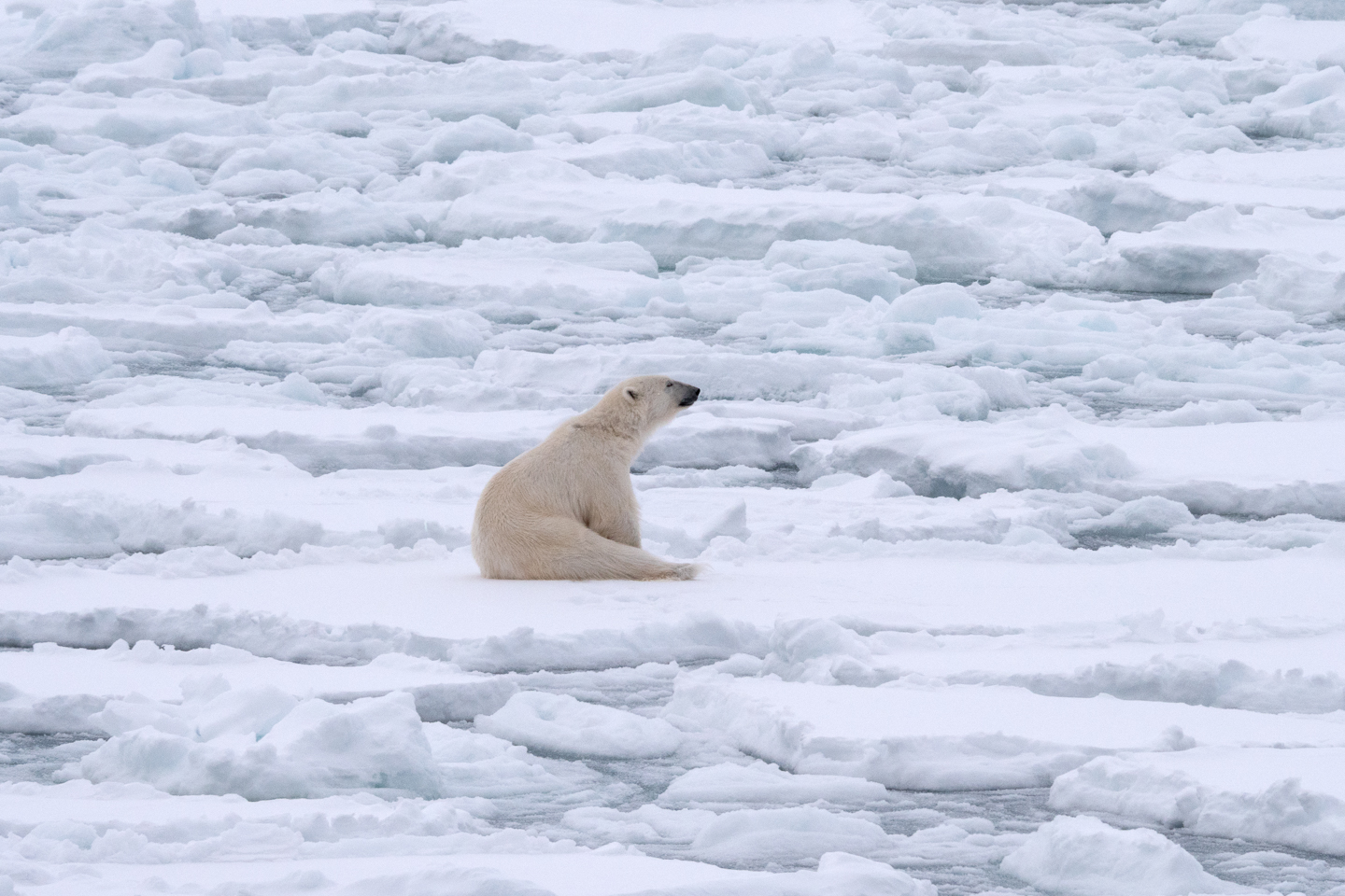 a polar bear sitting on ice