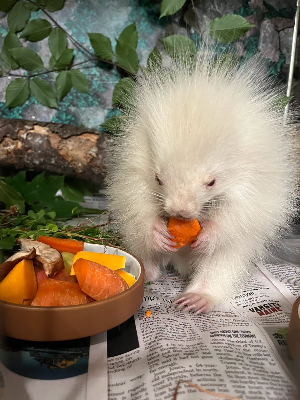 a white porcupine stands on a newspaper while holding an orange sweet potato and eating it