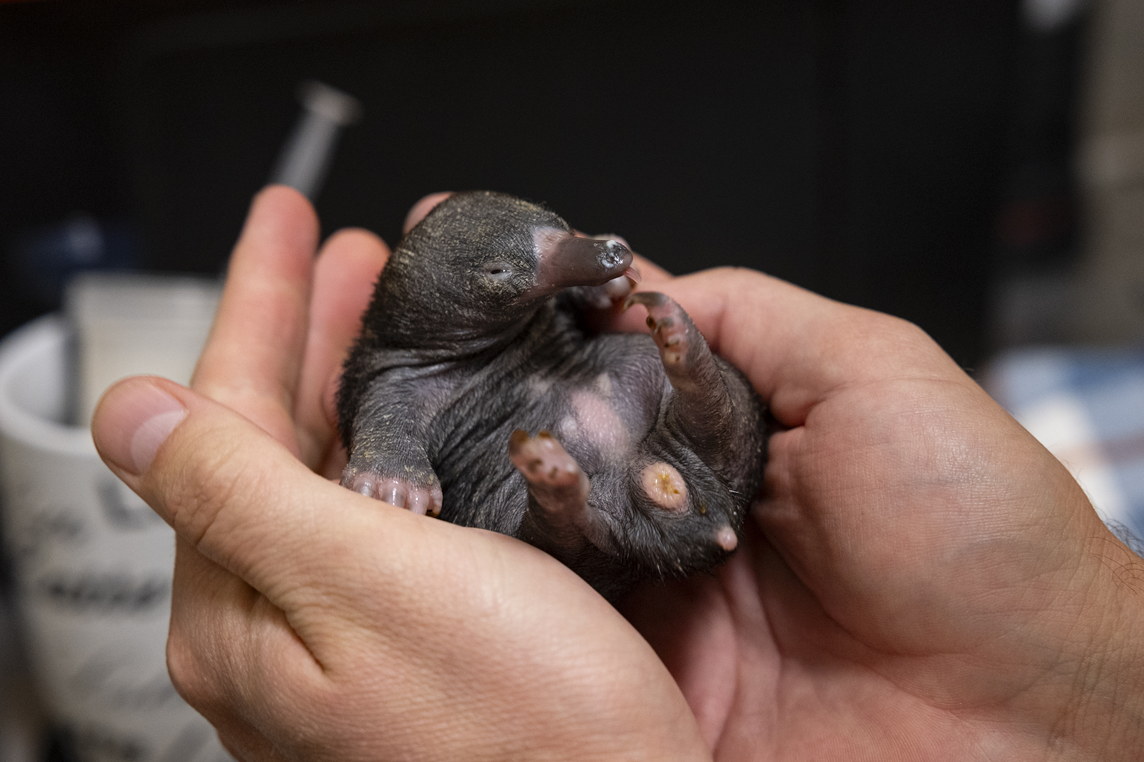 a small mammal with a long nose and dark fur in a human hand