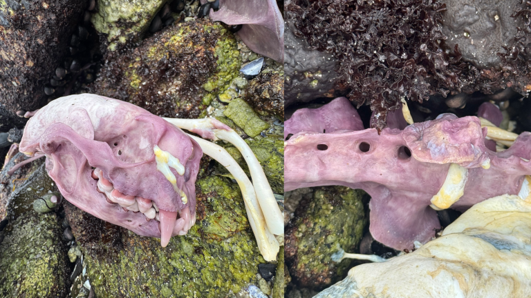 purple bones from a sea otter in a tide pool