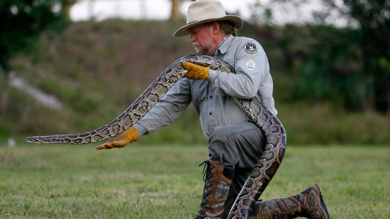 Snake hunters gather in Florida to kill invasive pythons for $25,000 in ...