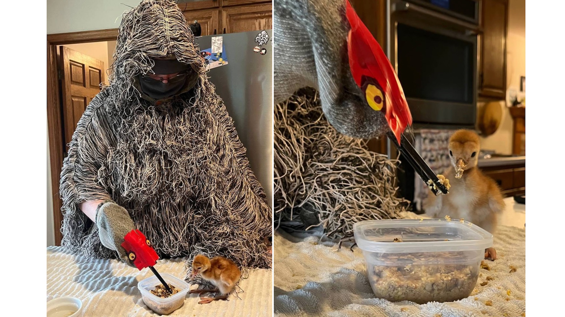 Costumed ‘Ugly Mom’ helps orphaned sandhill cranes
