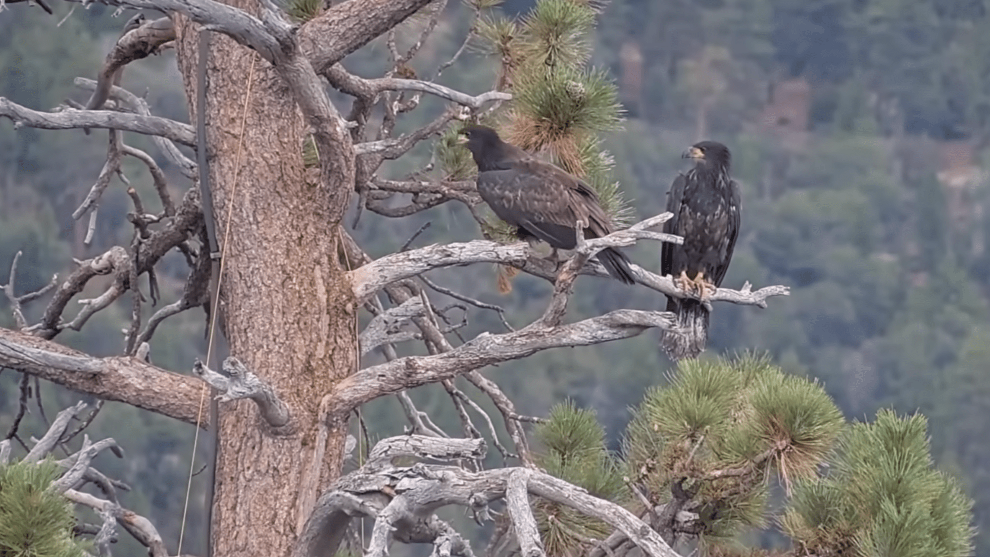 two young eagles with dark feathers stand on the branch of a pine tree