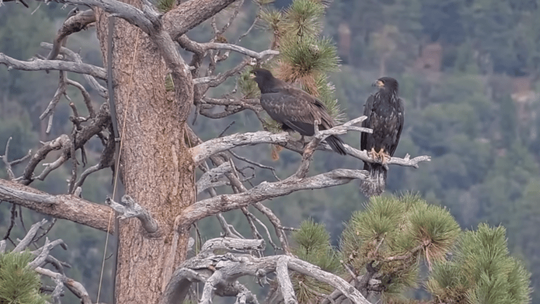 two young eagles with dark feathers stand on the branch of a pine tree
