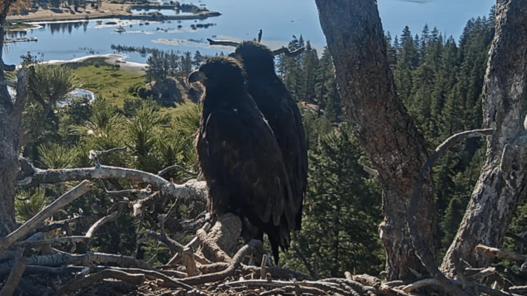 two young eagles with dark feathers stand perched on a nest