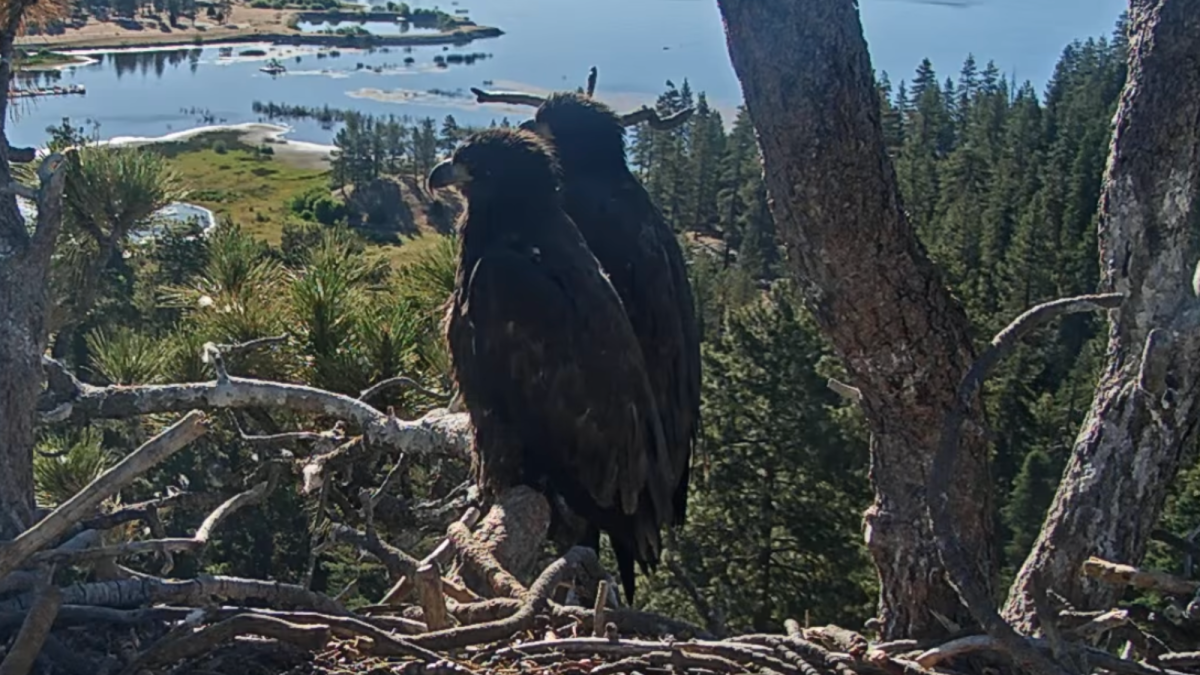 Sandy and Luna return to nest after a big day of flying
