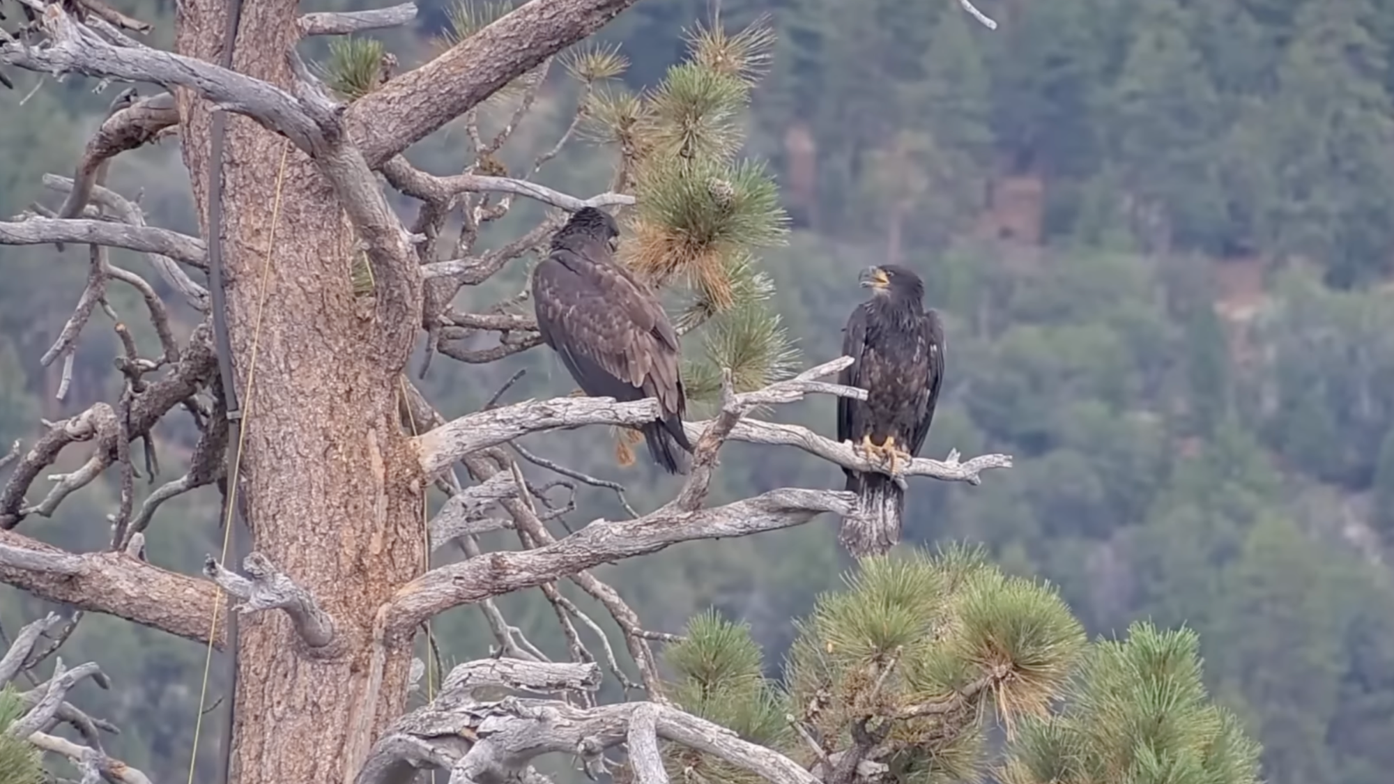 two young eagles with dark feathers stand on a tree limb