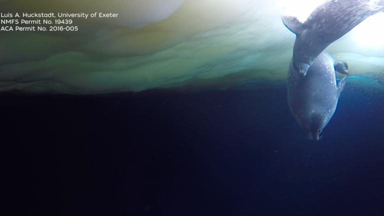 a mother seal gives a baby seal a swimming lesson underneath ice