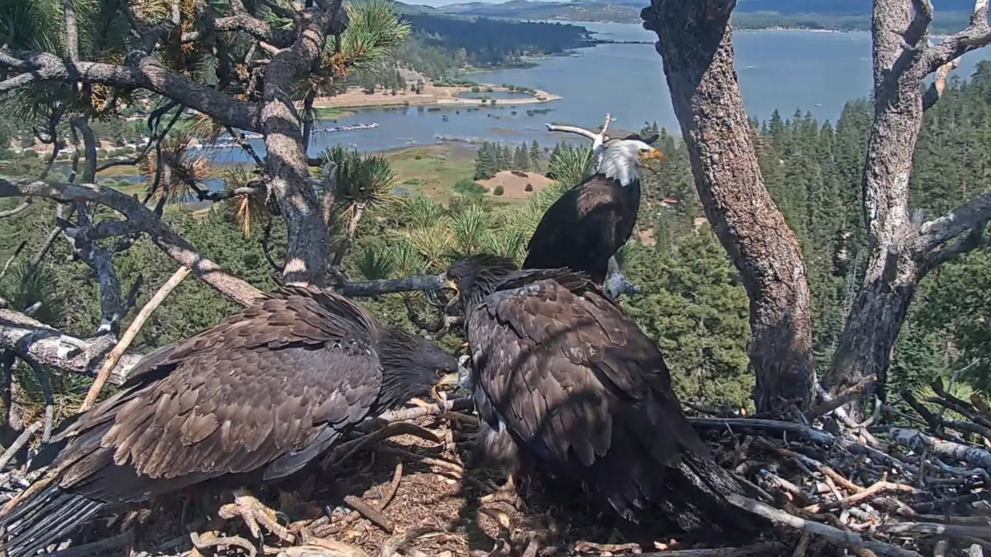 three eagles standing on a nest