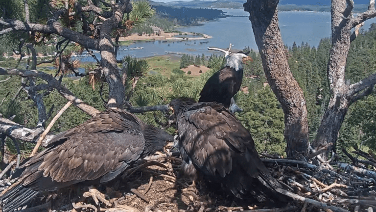 three eagles standing on a nest