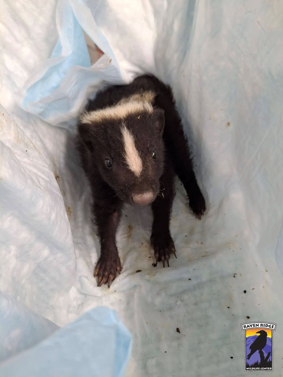 a baby skunk in a box looking up