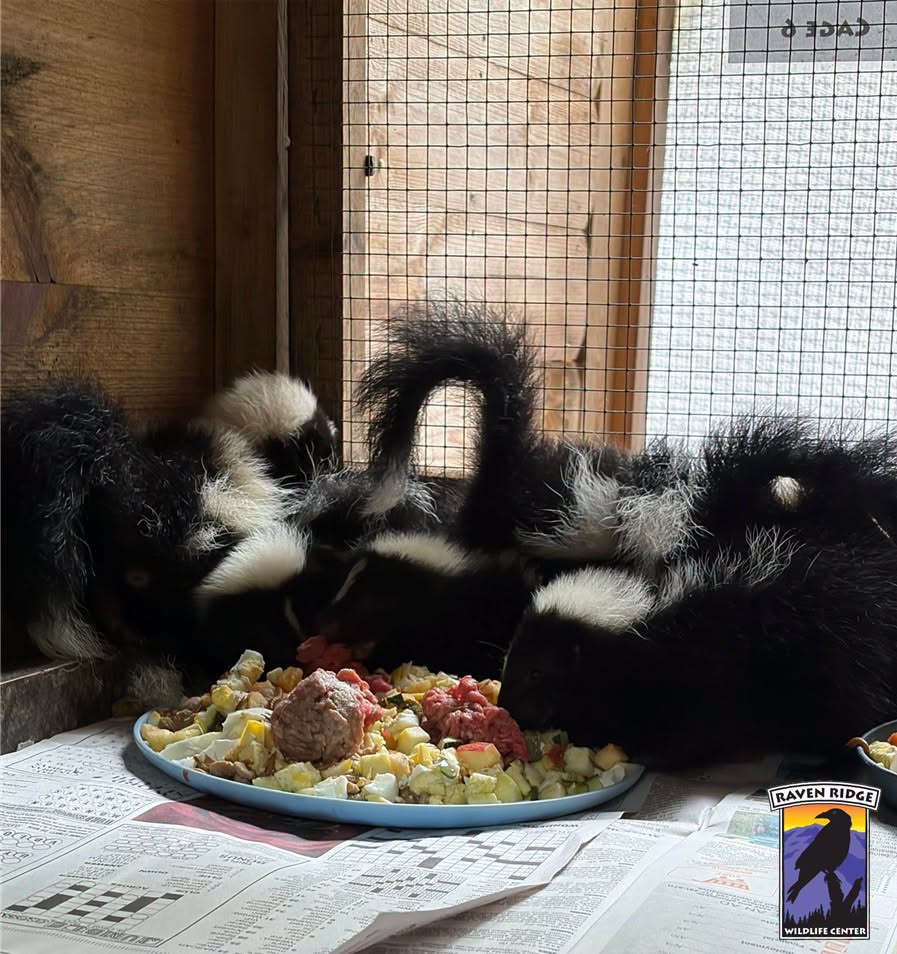several skunks eating from a large plate of food