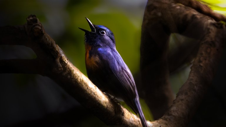 Vibrant Blue-Throated Bird Perched on a Branch with Open Beak.
