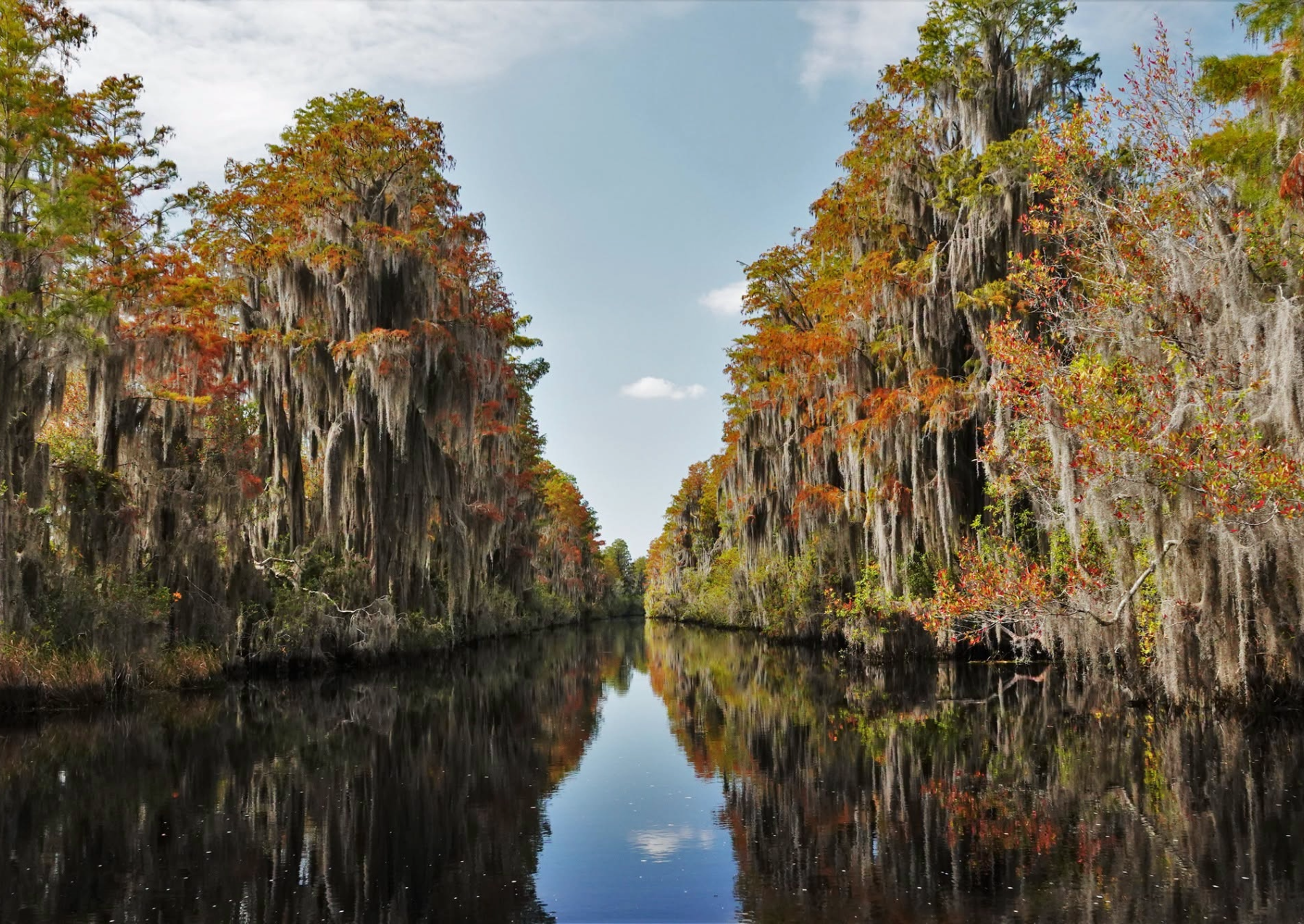 long, wispy spanish moss growing on trees with a river running through