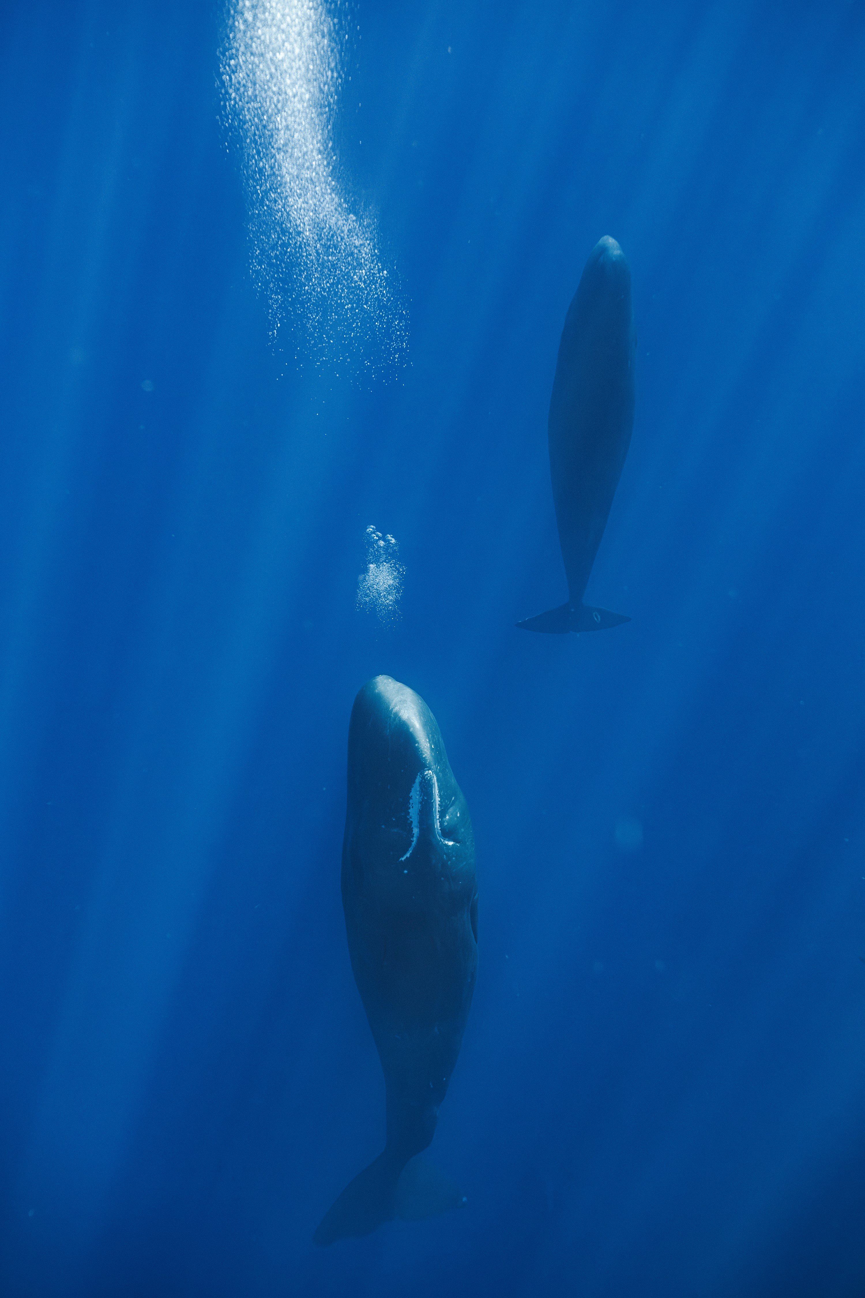 two sperm whales sleeping vertically. a halo of bubbles surrounds them