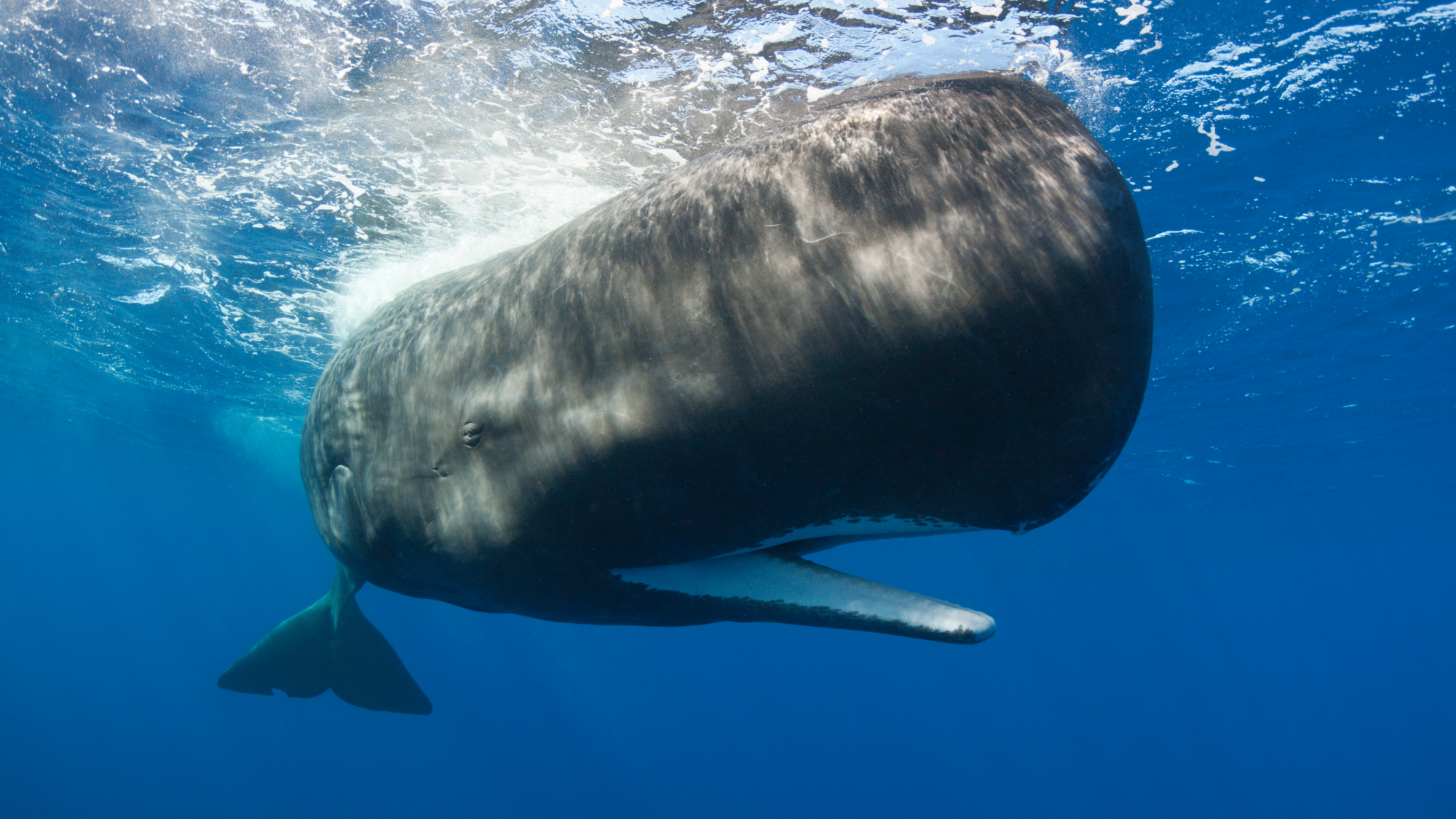 popsci.com - Laura Baisas - Sperm whales change how they communicate when ships are nearby