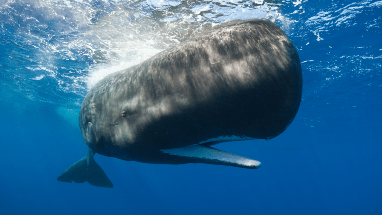 a sperm whale swimming in clear blue waters with its mouth open