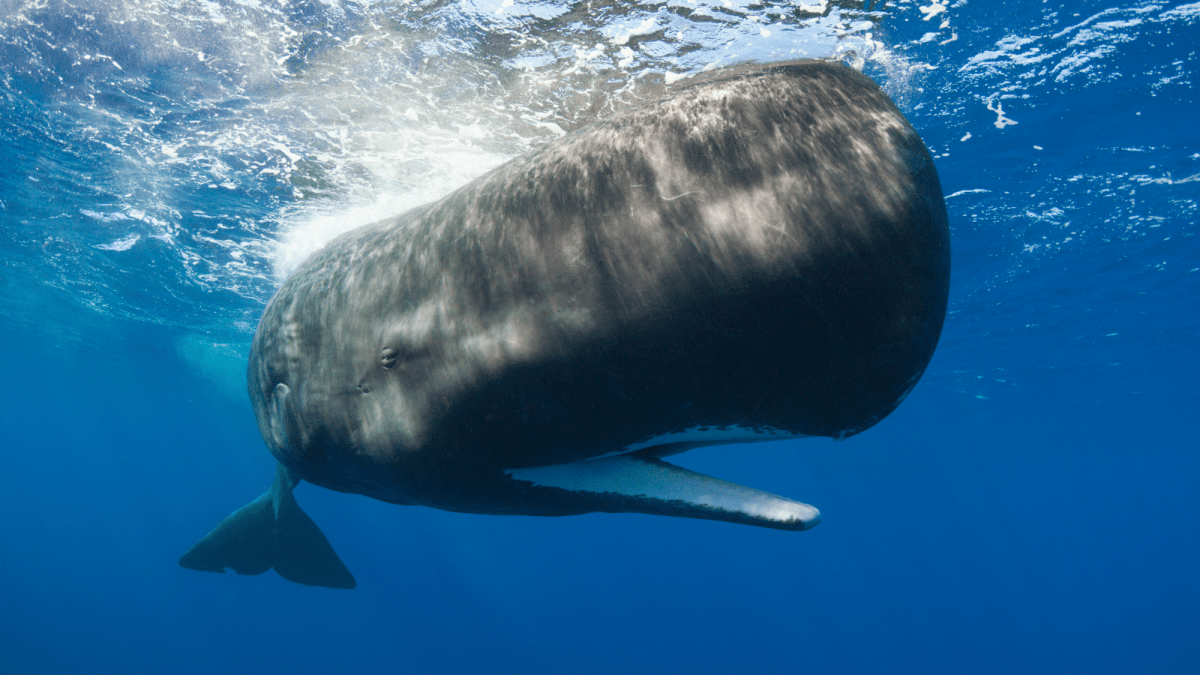 Sperm whales change how they communicate when ships are nearby
