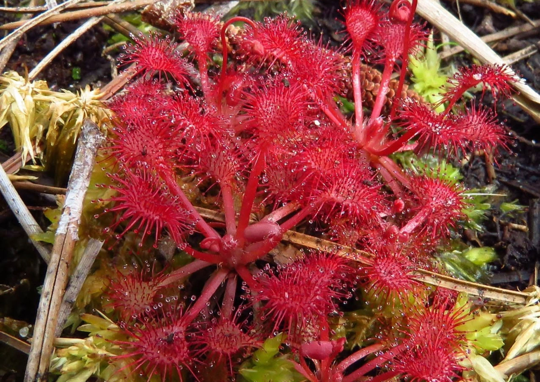 red spikey floers