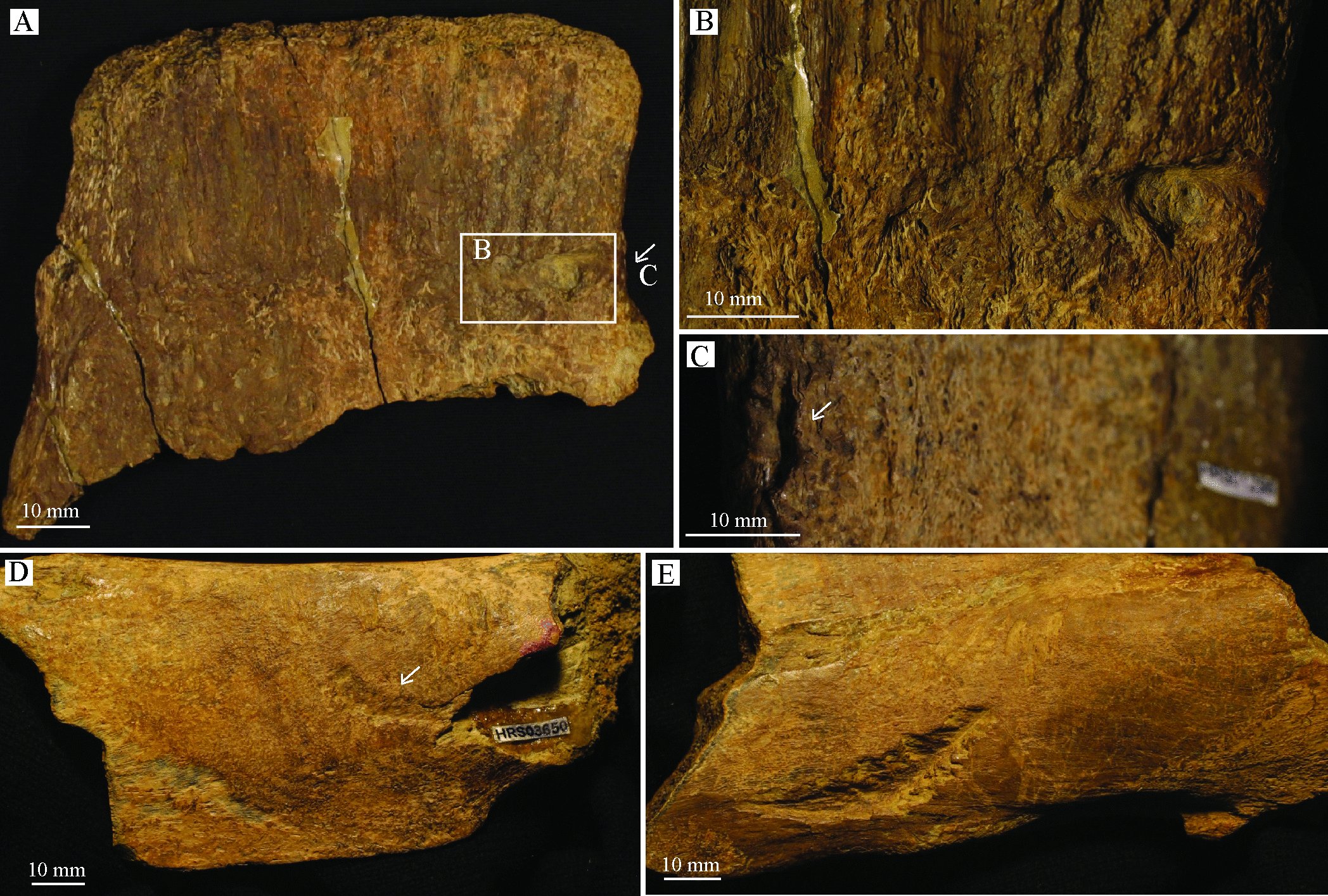 Tooth trace types on neural spine fragments uncovered in Wyoming. Image: C. T. Siviero et al., 2026, PLOS One, CC-BY 4.0.