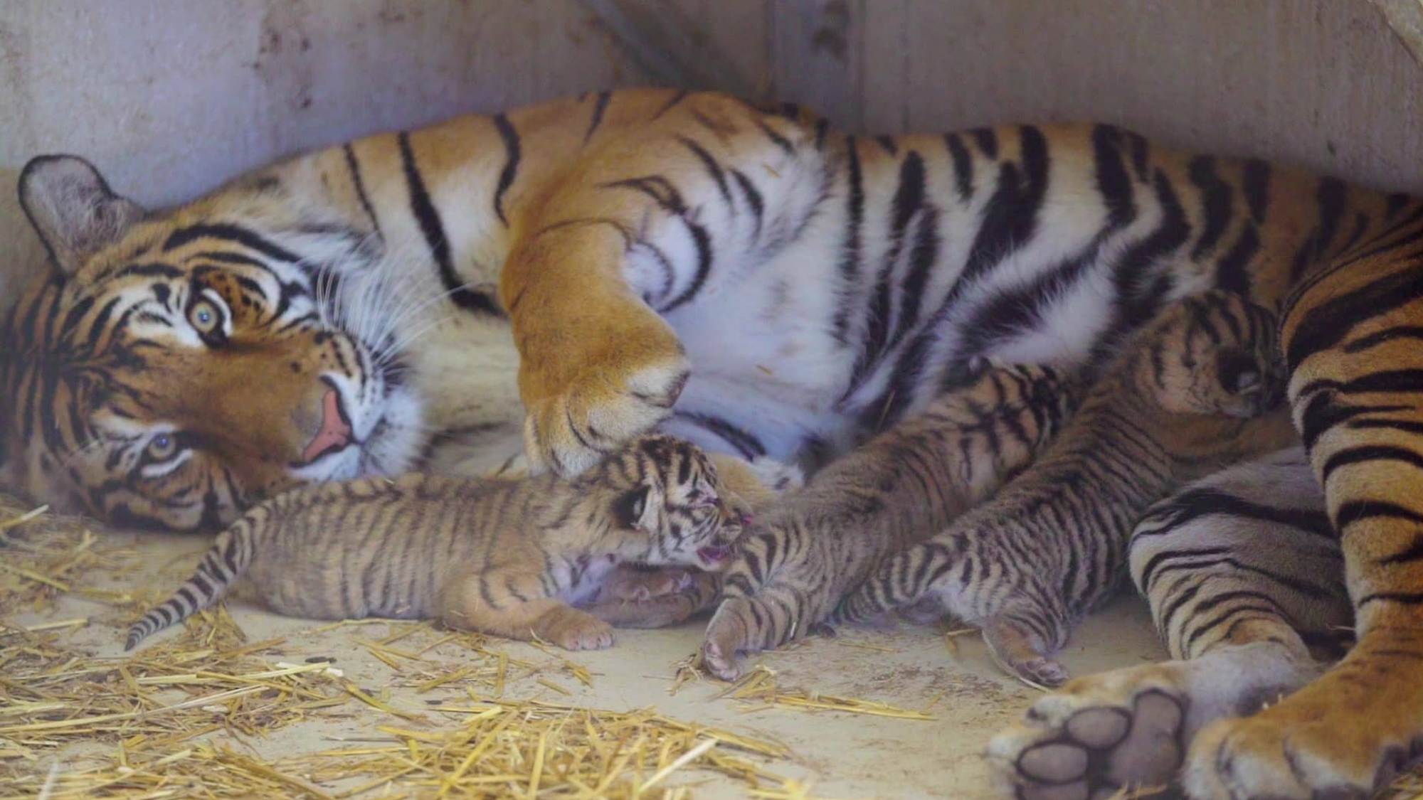 an adult tiger lays down with three cubs