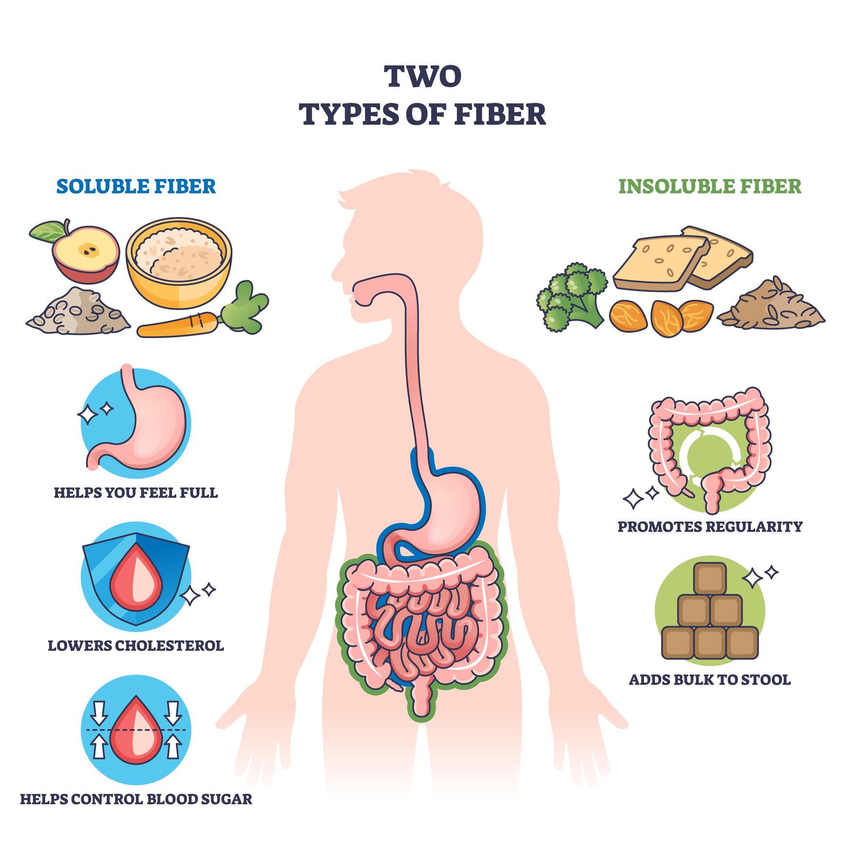 Two types of fiber are shown with foods, digestive system, and benefits for health in a clear, labeled outline diagram. Outline diagram