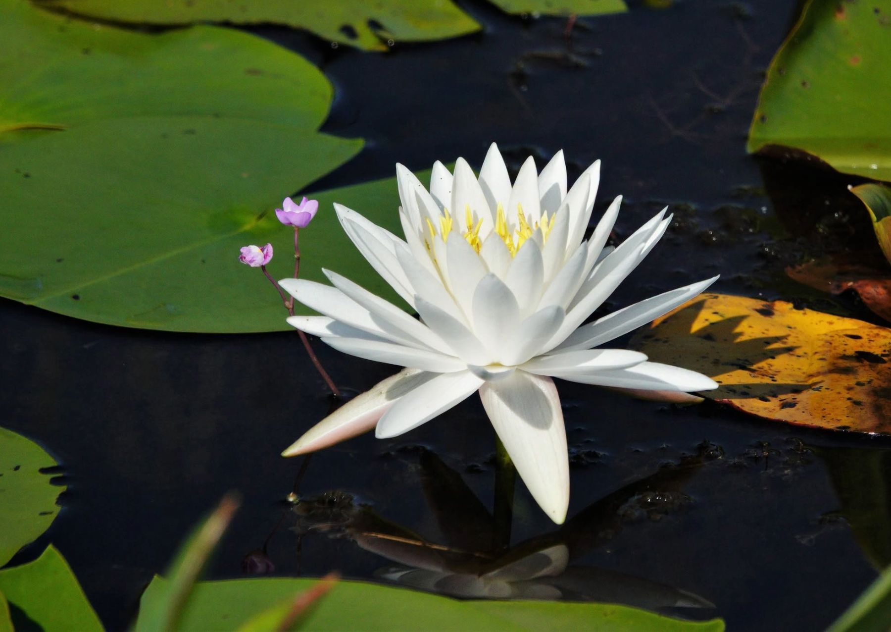 a white water lily on a green lily pad