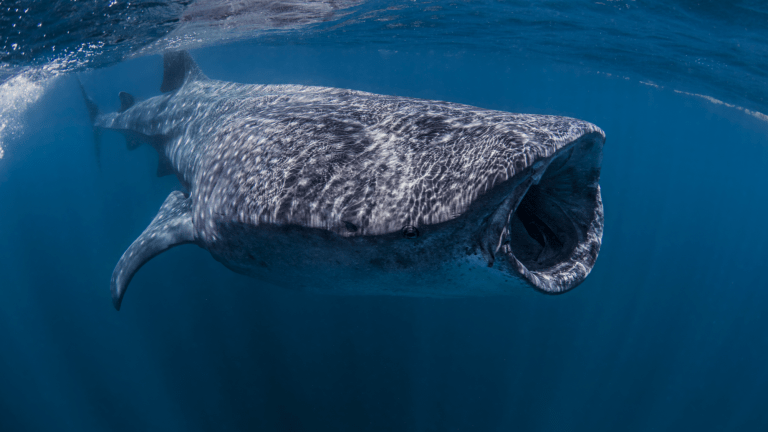 a large spotted fish called a whale shark swims with its mouth open