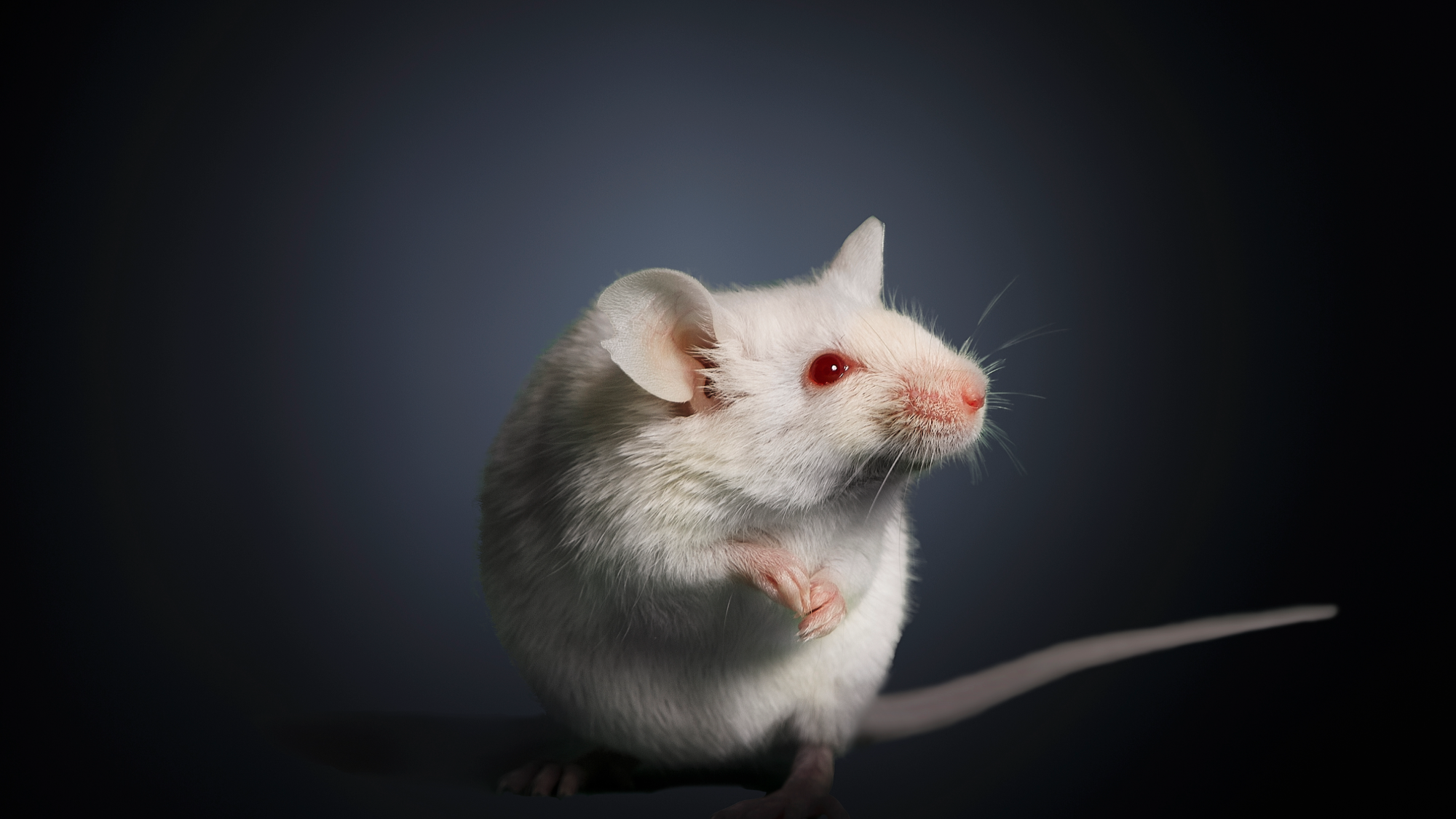 a white mice with pink eyes