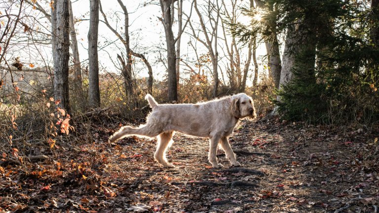 A setting sun casts warm light on over a dog, an Italian Spinone, kicking its leg back on a walk in the woods.