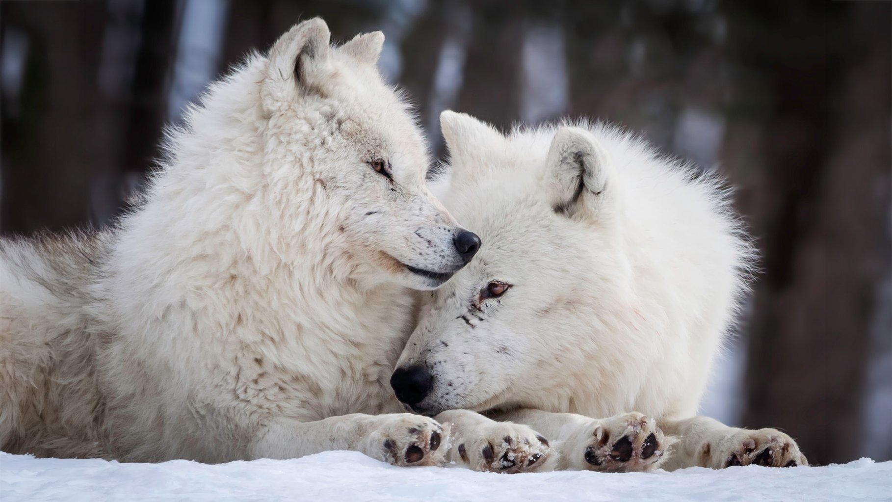 Arctic wolf alpha pair, female and male cuddle and show their love in the snow.