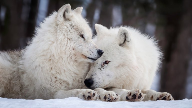 Arctic wolf alpha pair, female and male cuddle and show their love in the snow.