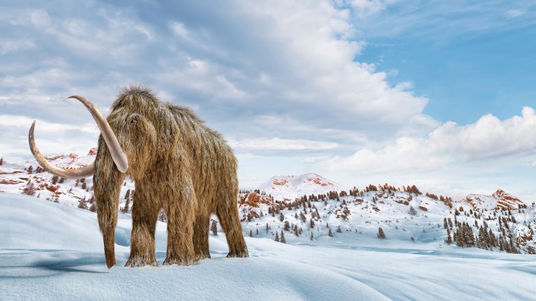 Woolly mammoth set in a winter scene environment.